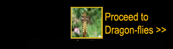 Click here to proceed to the introduction to insects and dragon flies.