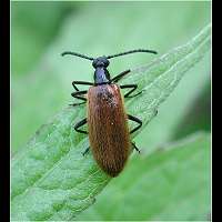 Lagria hirta