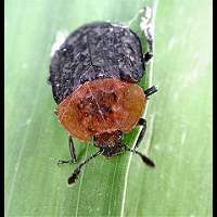 Oiceoptoma thoracica