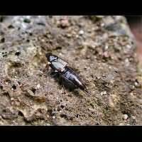 Philonthus species