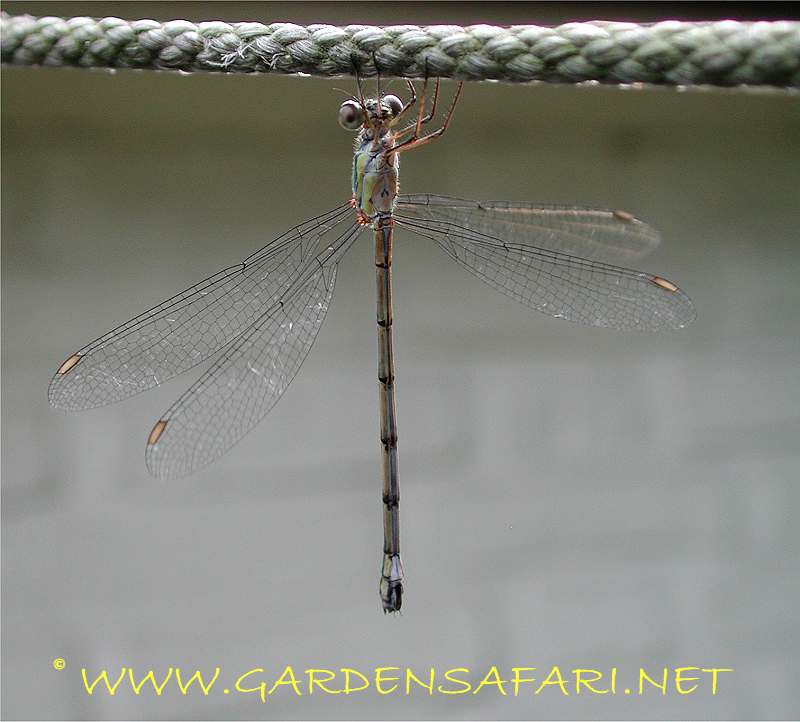 foto Lestes viridis