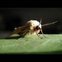 photograph of Buff Ermine