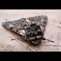 foto Biston strataria
