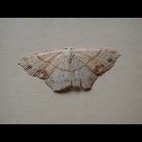 photograph of Cyclophora punctaria