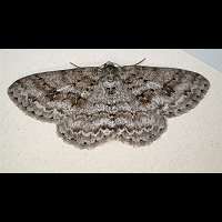 Photograph of Ectropis crepuscularia