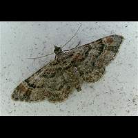 Photograph of Gymnoscelis rufifasciata