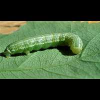 photograph of Operophtera brumata