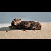 foto Agrotis puta fem.