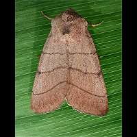 foto van Charanyca trigrammica
