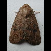 foto van Hoplodrina octogenaria