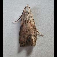 Photograph of Aphomia sociella