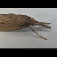 foto Chilo phragmitellus