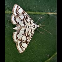 foto Nymphula stagnata