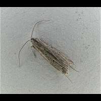 Photograph of Brachmia inornatella