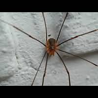photograph of Opilio canestrinii