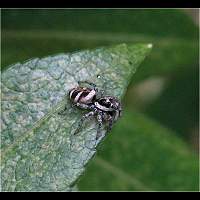 Photograph Zebra Spider