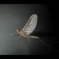 Cloeon cognatum