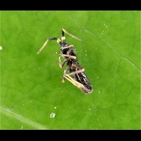 Orchesella cincta
