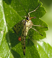 photo of Common Scorpionfly, Panorpa communis