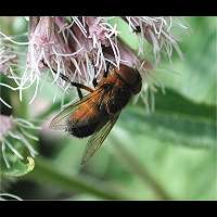 Photograph of Phasia hemiptera