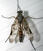 photo of Common Down-looking Fly, Rhagio scolopaceus