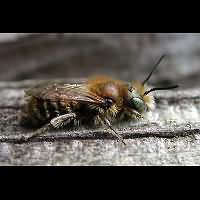 foto Osmia caerulescens